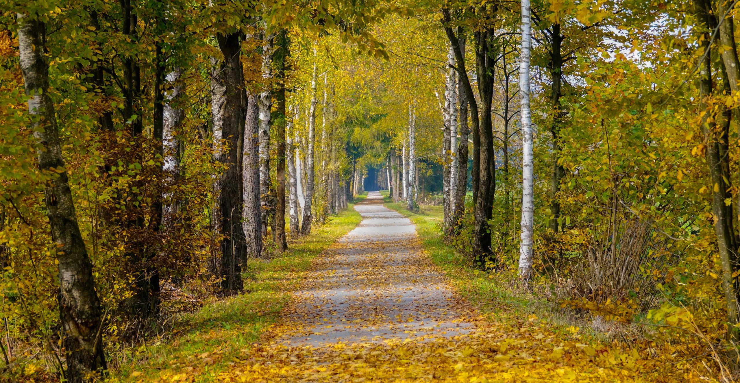 The Fall Like Breeze Ever Present Heaven